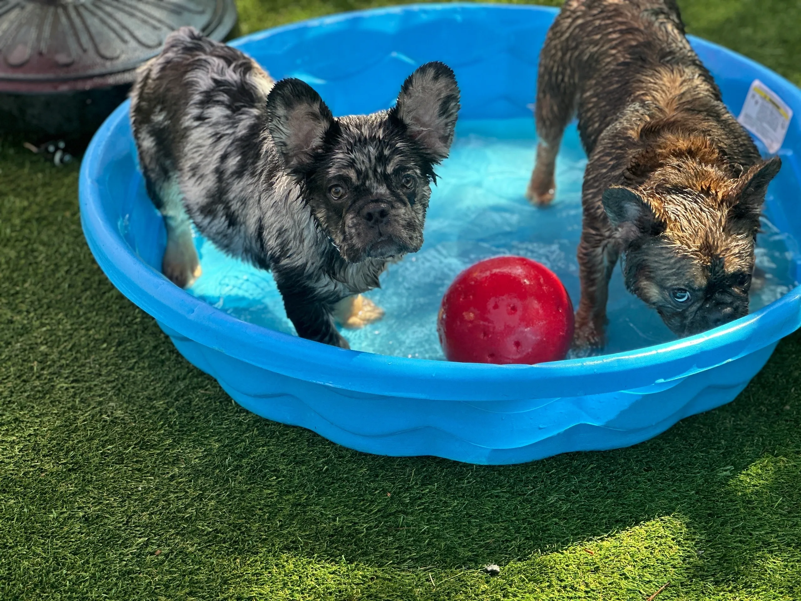 Doggy Daycare 3 Two dogs playing in a blue kiddie pool with a red ball, showcasing a fun and engaging environment for dog daycare at Off The Chain K9 Academy.