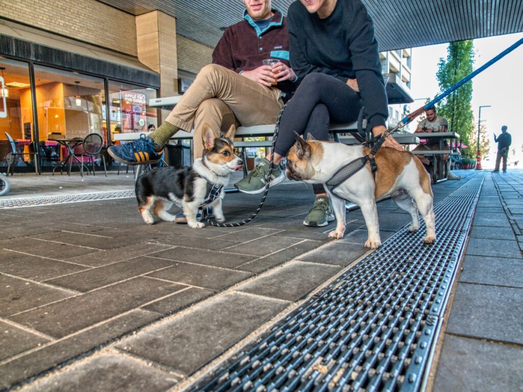 Two dogs interacting outside a café while their owners sit nearby, illustrating socialization in dog training contexts.