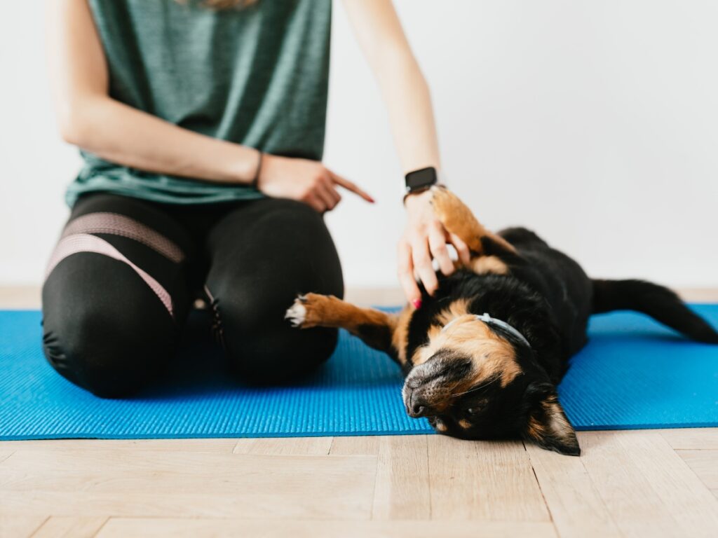Person interacting with a dog on a blue mat, demonstrating in-home training techniques for effective dog behavior management.