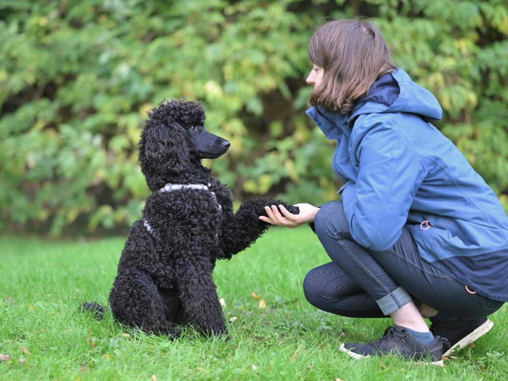 Dog performing a paw shake with a trainer in a green outdoor setting, illustrating in-home training techniques for obedience and manners.