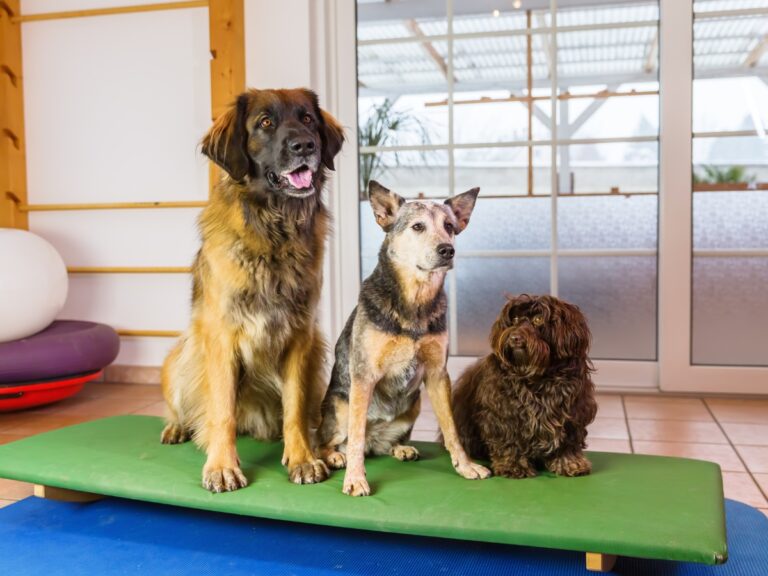 Three dogs of different breeds sitting on a training platform in a bright indoor setting, representing dog training options relevant to board and train versus in-home training.