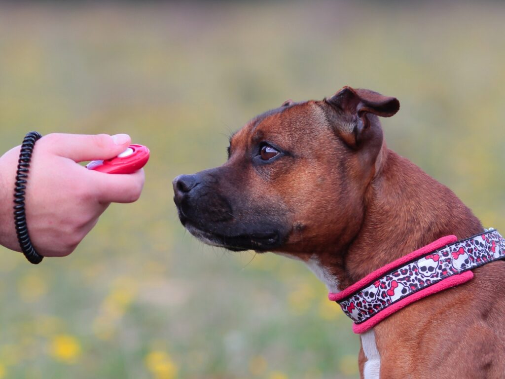 Dog focused on a clicker held by a trainer, illustrating marker training technique for effective dog behavior reinforcement.