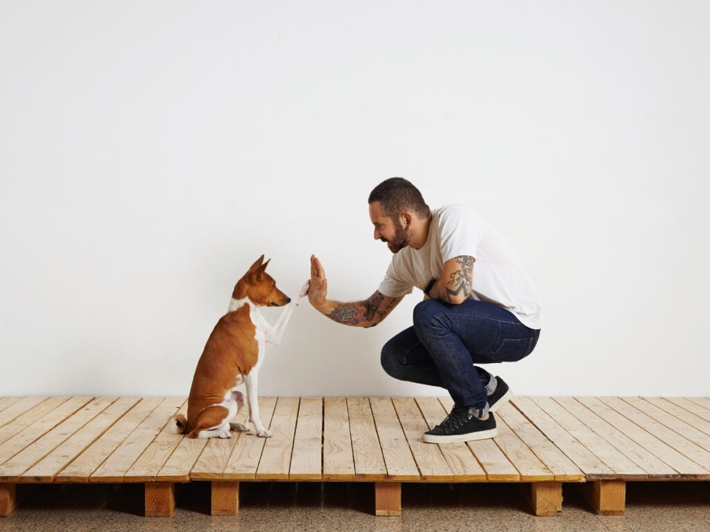Dog training session with a man demonstrating a hand signal to a sitting Basenji, emphasizing communication and positive reinforcement techniques.