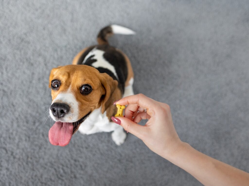 Beagle dog sitting with tongue out, looking at a person's hand holding a treat, demonstrating positive reinforcement in dog training.