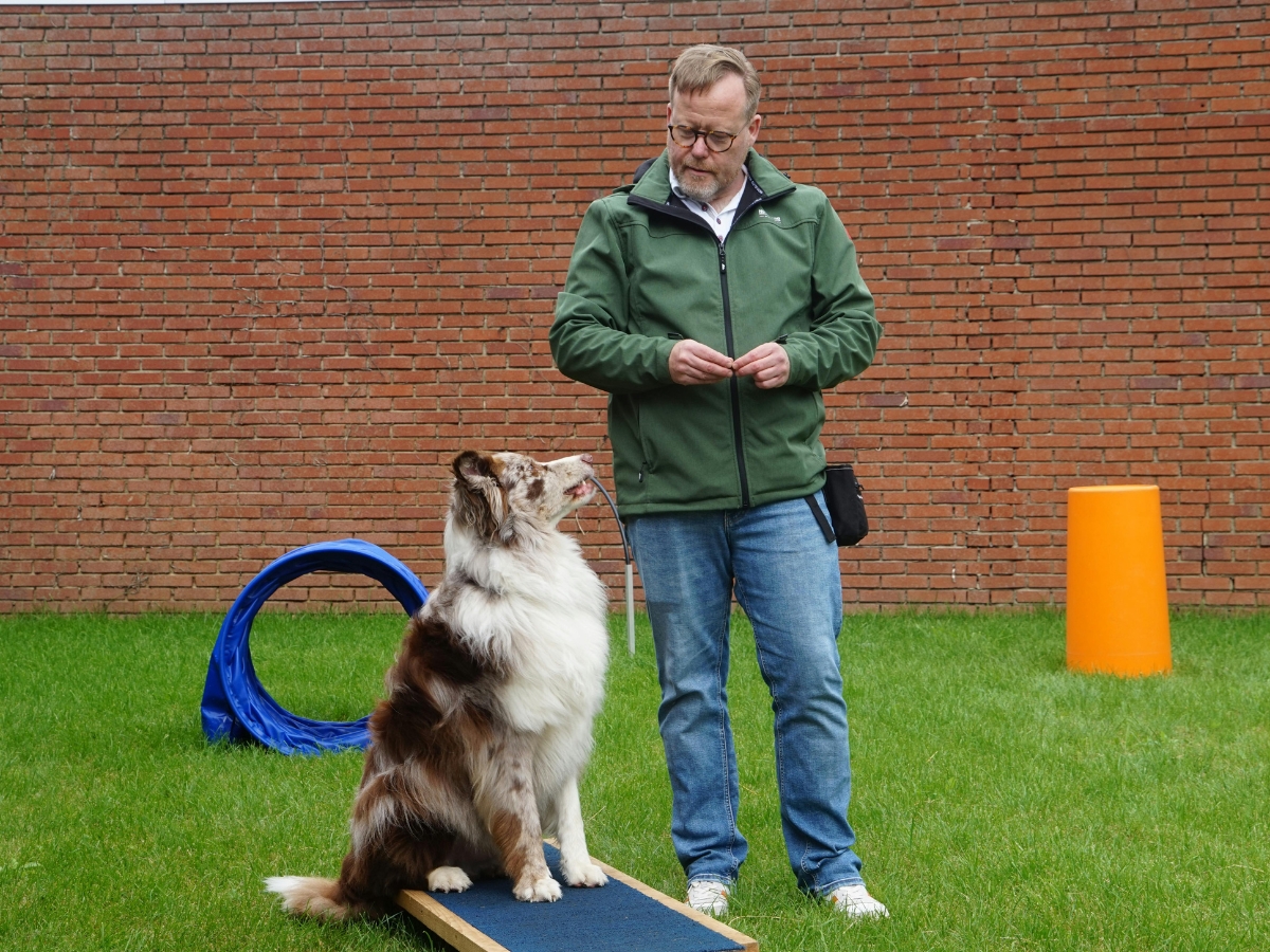 Dog training session with a trainer and an Australian Shepherd on a balance board, demonstrating positive reinforcement techniques in a grassy outdoor setting.
