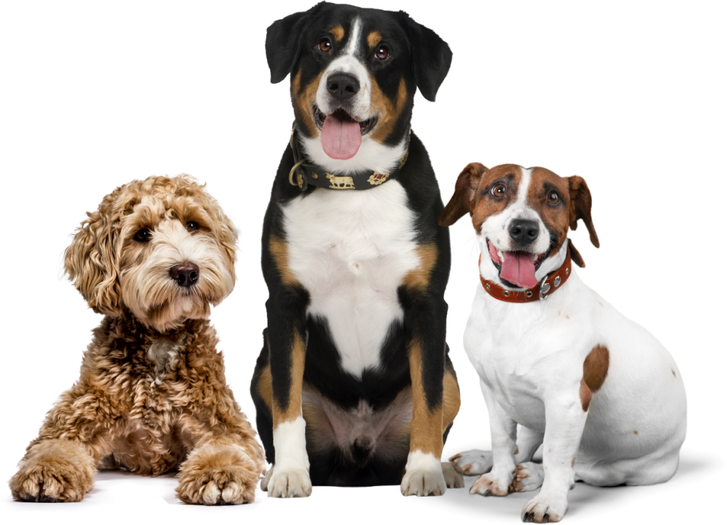Three happy dogs representing the quality dog training and care at OTCK9 Academy, showcasing diverse breeds and friendly expressions.