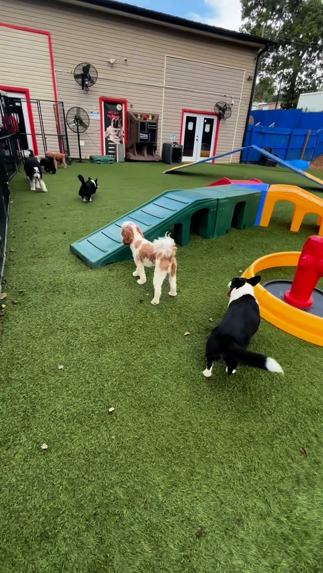 Several dogs play on artificial grass in an outdoor dog park area with ramps and colorful playground equipment near a building.