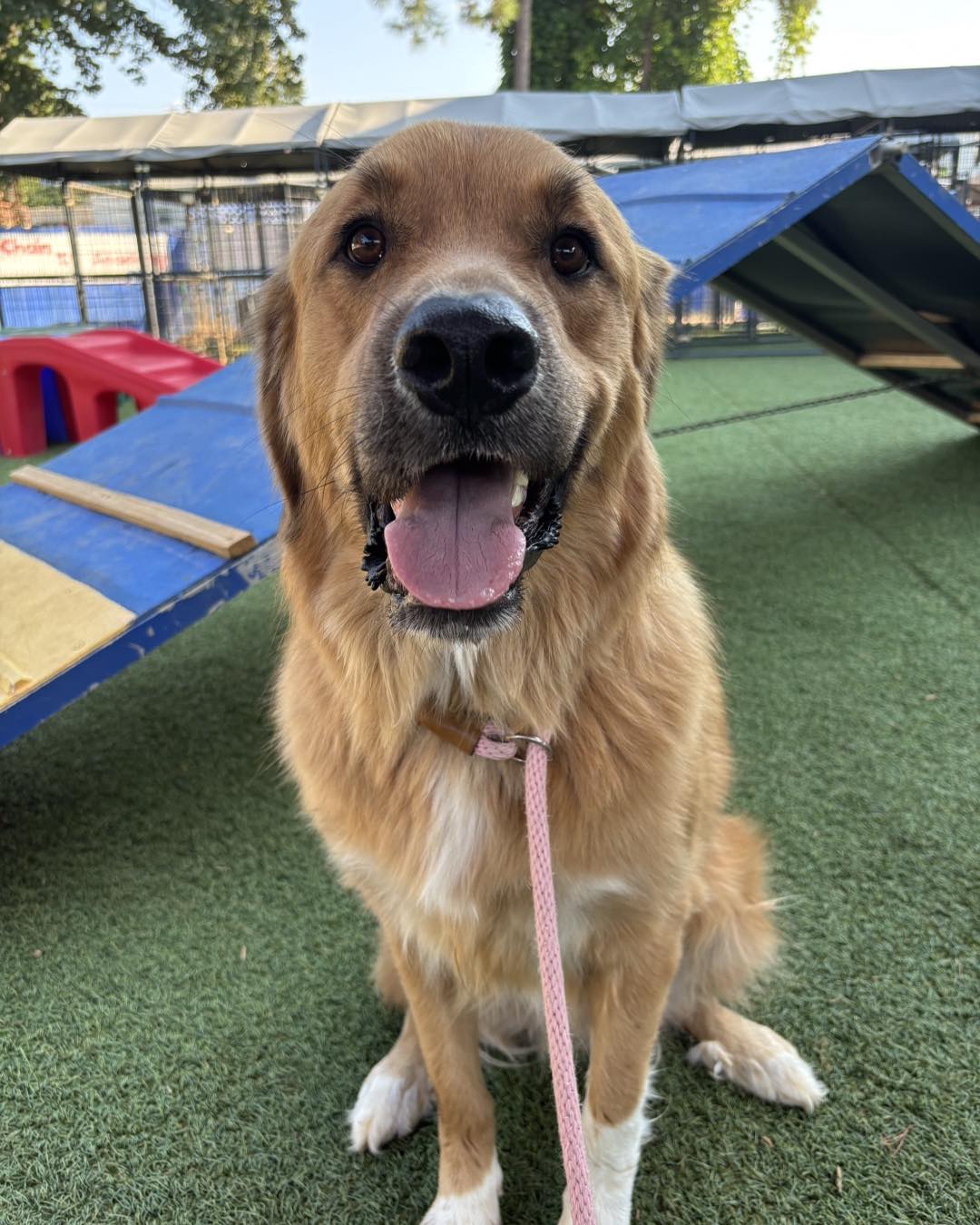 A medium-sized, brown and white dog with a pink leash sits on artificial grass in front of a blue agility ramp, looking at the camera with its mouth open.