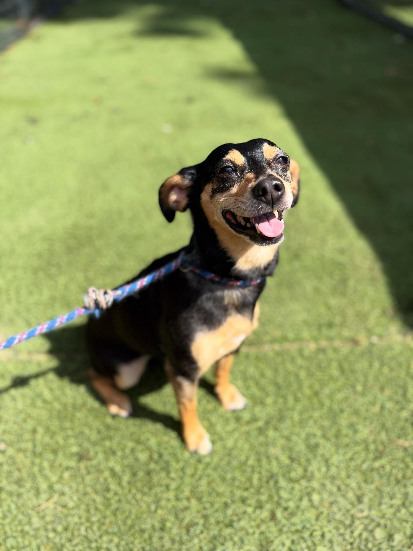Puppy Training Woodstock GA 1 Happy puppy sitting on green synthetic grass, showcasing a joyful expression, representing Off The Chain K9 Academy's focus on early training for behavioral development.