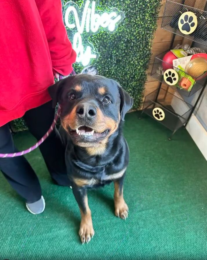 Puppy Training Woodstock GA 2 Rottweiler puppy with a happy expression, standing on green carpet beside a person in a red jacket, showcasing a welcoming training environment at Off The Chain K9 Academy.