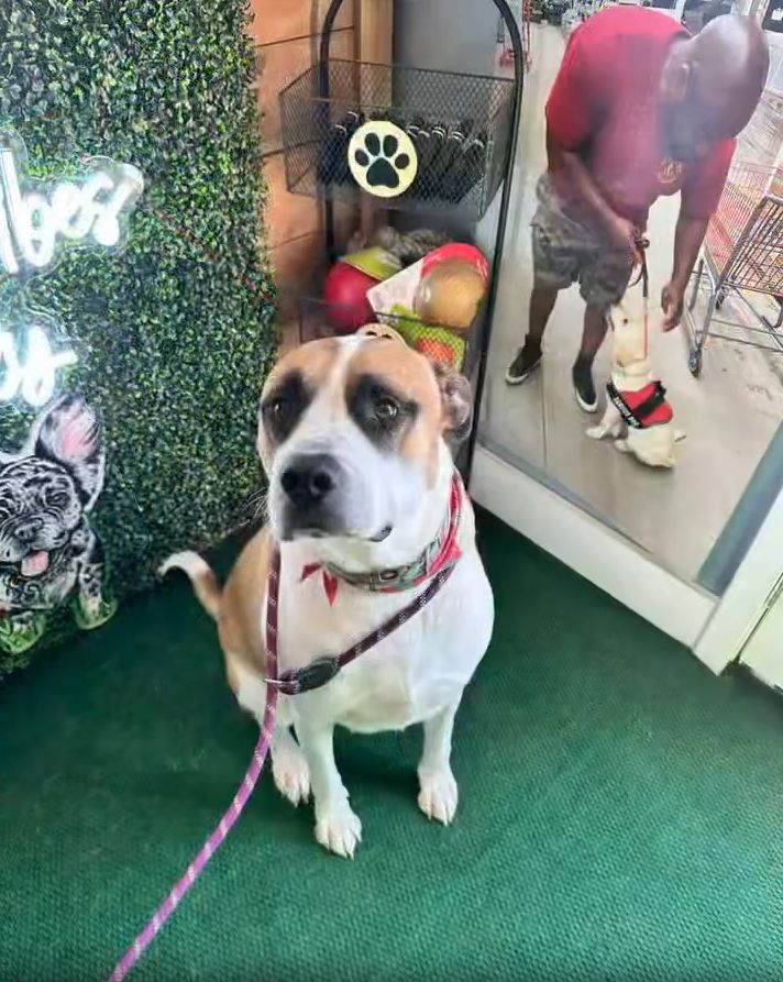 A large dog with a leash sits on green carpet near a plant wall, showcasing its obedience training. In the reflection, a man holds a smaller dog inside the store.
