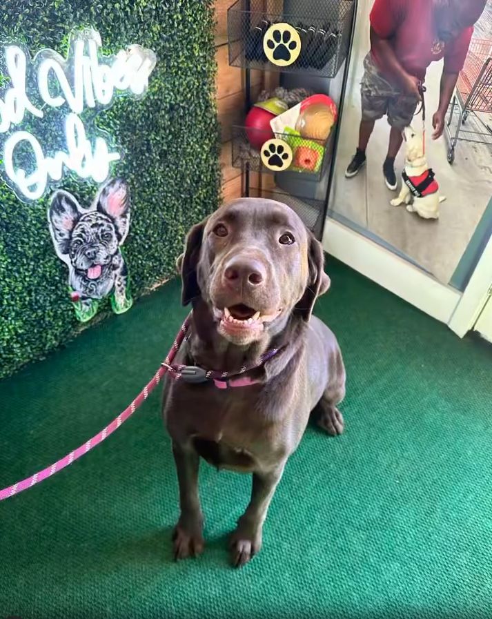 Puppy Training Woodstock GA 7 Chocolate Labrador sitting on green carpet, smiling, with a leash attached, in a dog-friendly environment featuring a "Good Vibes Only" sign and pet supplies in the background.