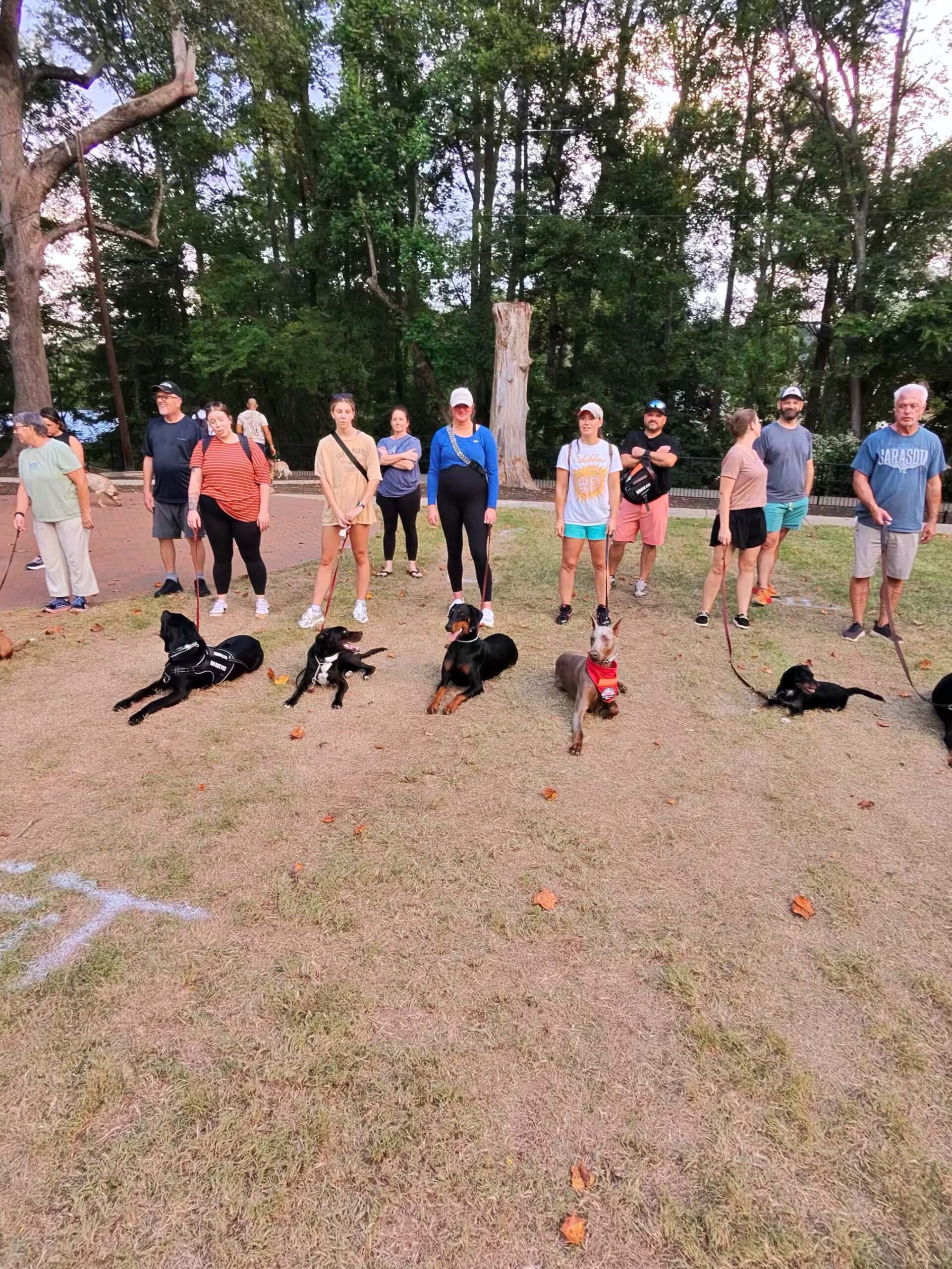 A group of people stands behind several leashed dogs lying on the grass in a park with trees in the background.