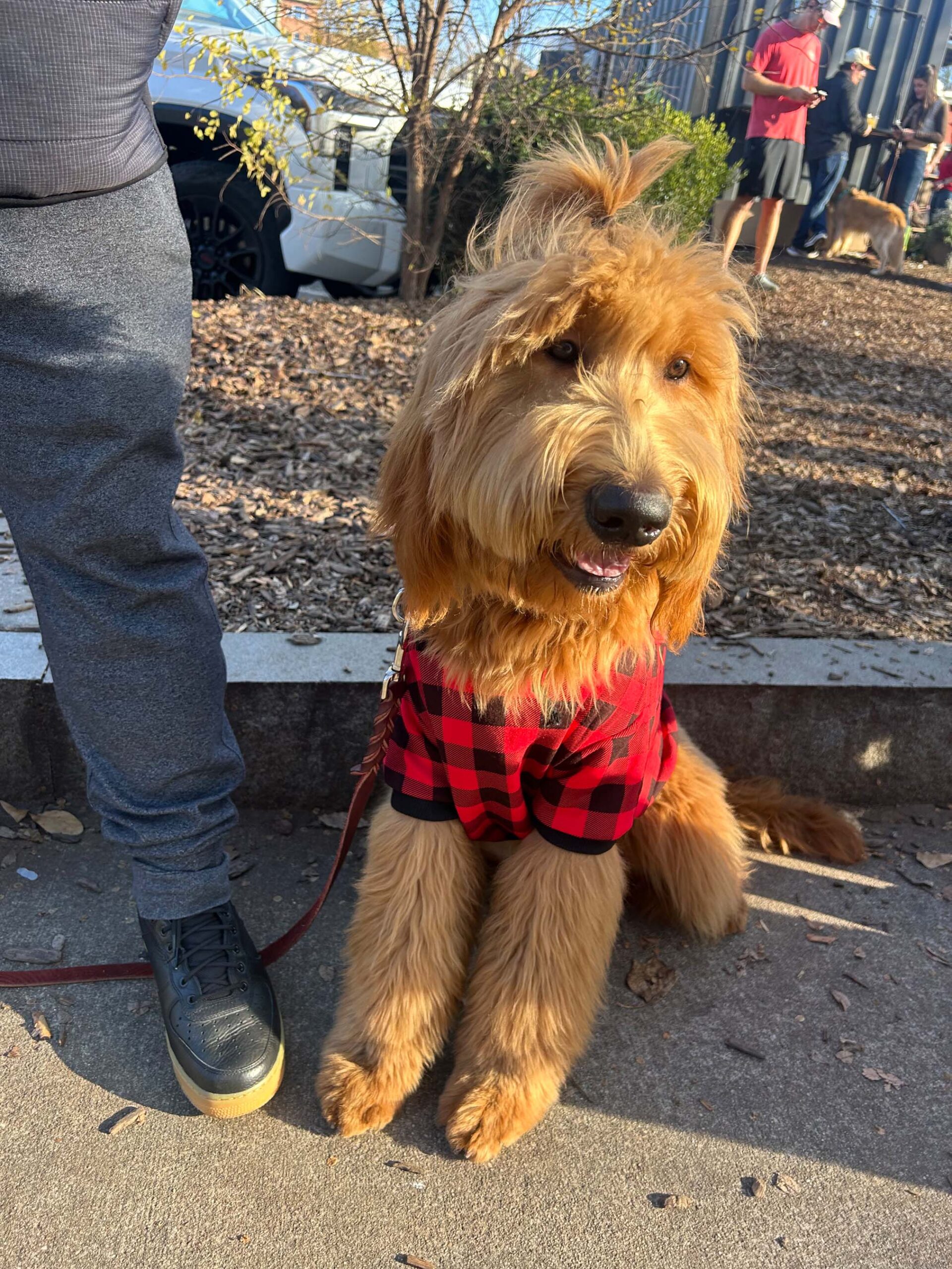 Golden doodle wearing a red plaid shirt sitting beside a person in gray pants and black shoes, with a background of trees and people, emphasizing dog training and behavior modification.