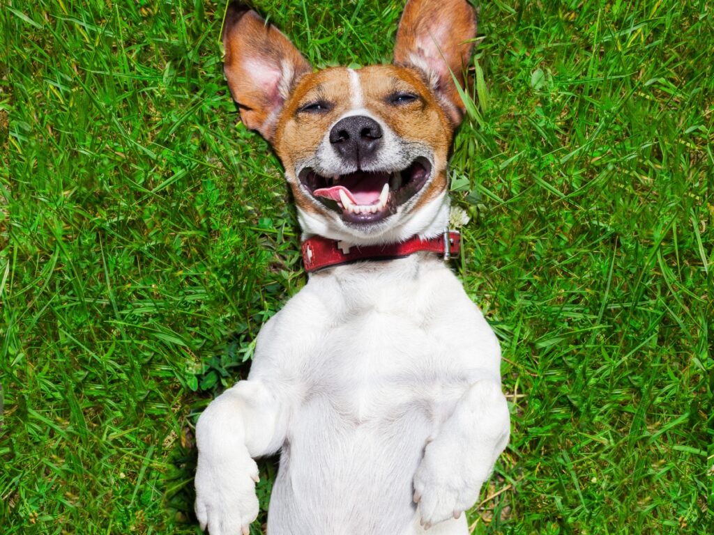 Happy dog lying on its back in grass, showcasing relaxed body language, illustrating comfort and joy, relevant to understanding canine behavior and communication.