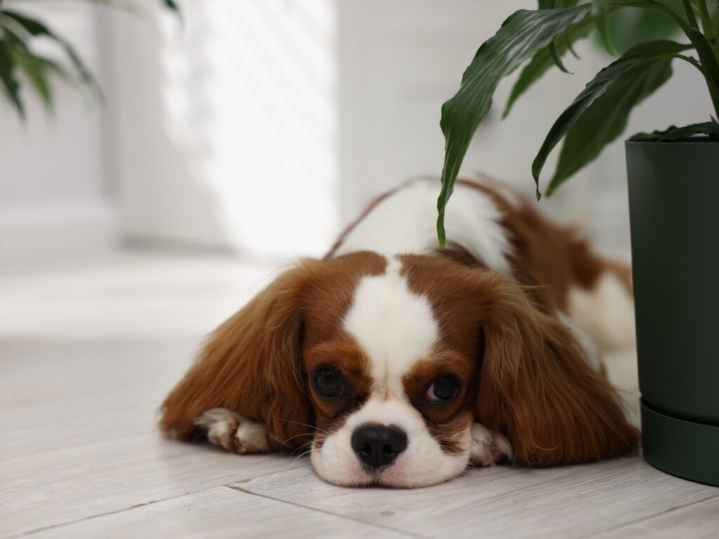 Cavalier King Charles Spaniel lying calmly on the floor, surrounded by indoor plants, illustrating a relaxed dog posture in a serene environment.
