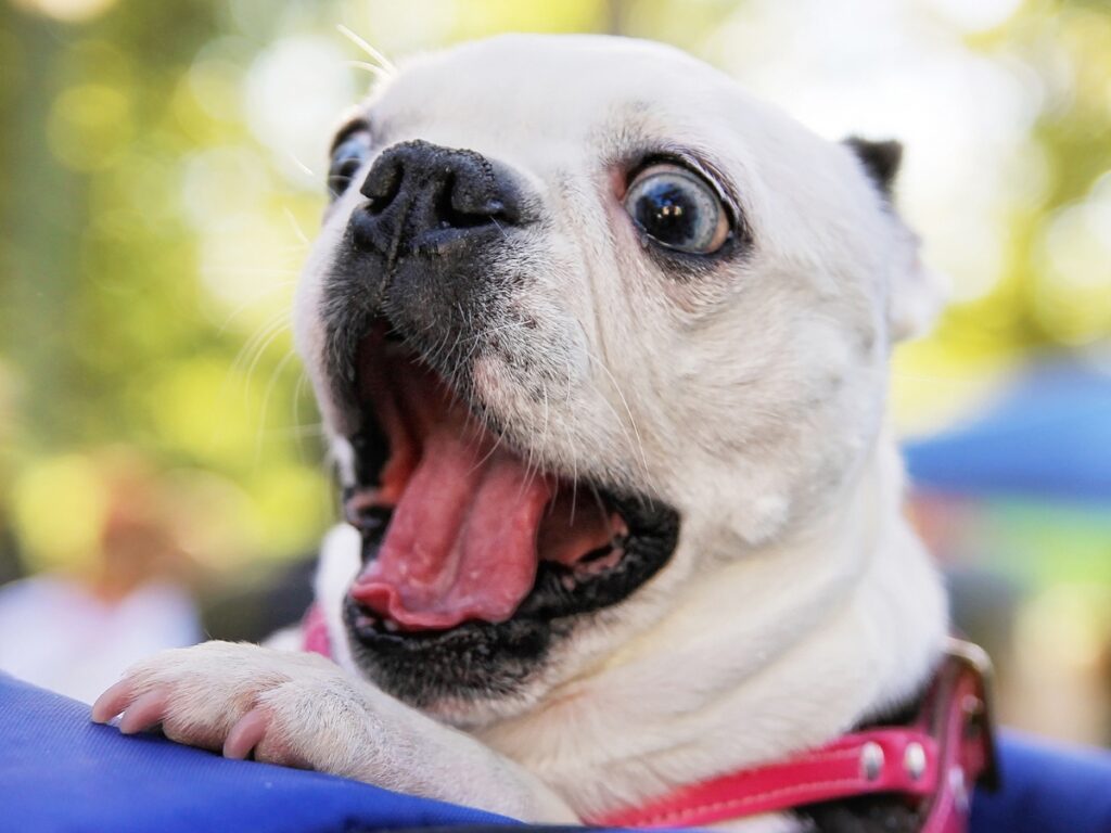 White dog with a pink collar yawning, expressing excitement or stress, set in a blurred outdoor environment, illustrating canine behavior and communication.