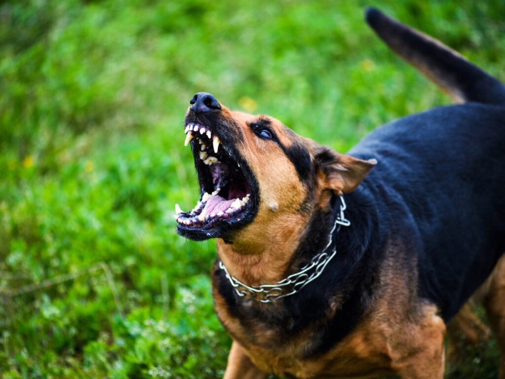 Dog growling in a grassy area, displaying teeth and expressing discomfort, highlighting the importance of understanding canine behavior and emotional triggers.