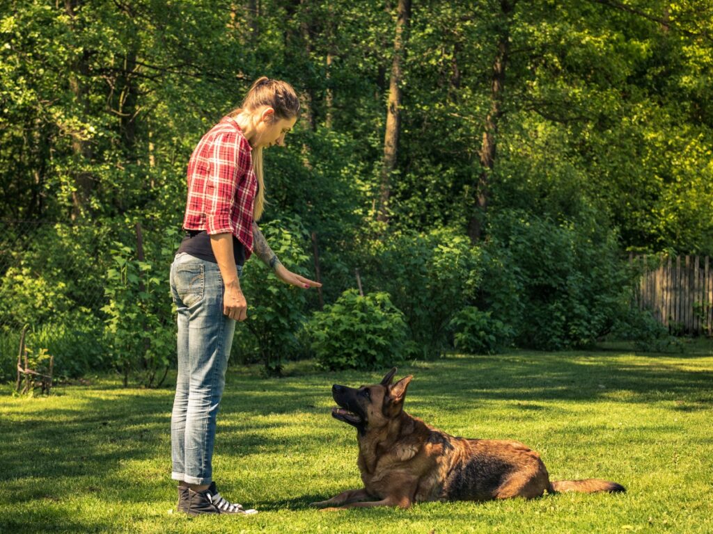 Woman training a German Shepherd dog in a green outdoor setting, demonstrating calm behavior and communication techniques.