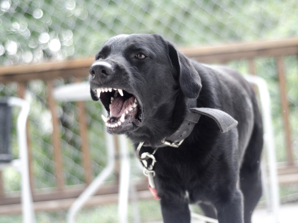 Black dog barking aggressively, showing teeth, in a backyard setting, illustrating signs of stress or discomfort related to dog behavior understanding and training.