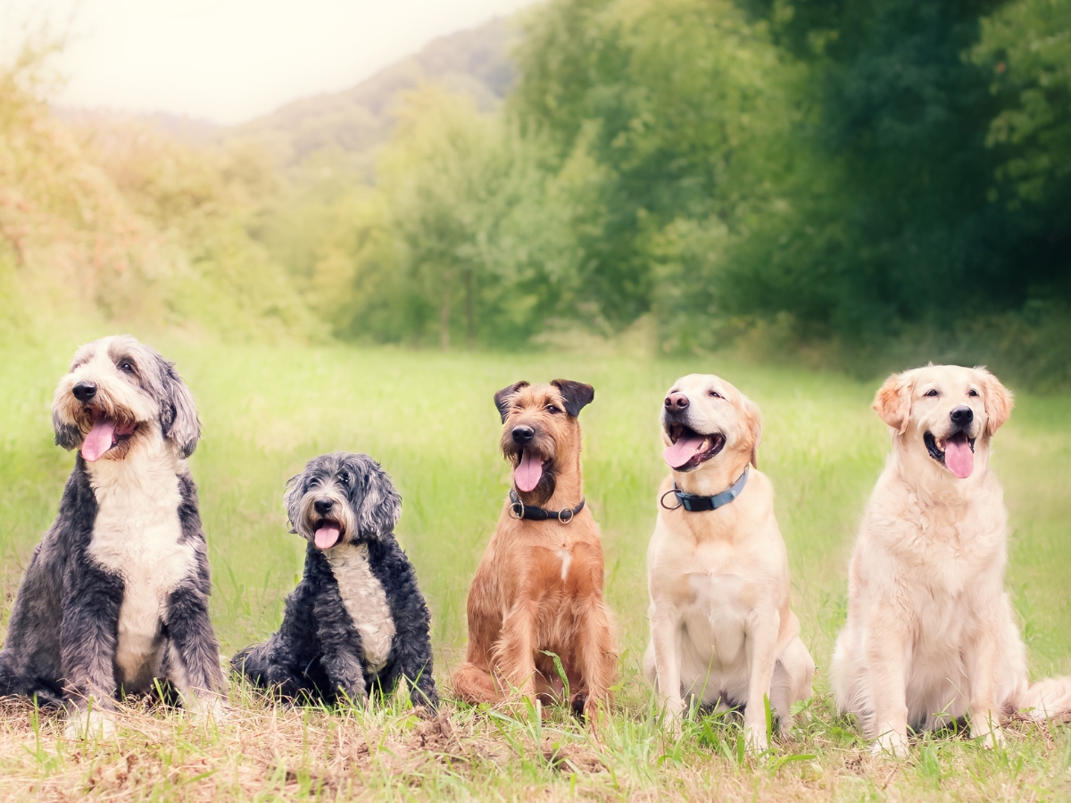 Five dogs of various breeds sitting side by side in a grassy field, showcasing different expressions and body language, relevant to understanding canine behavior and communication.