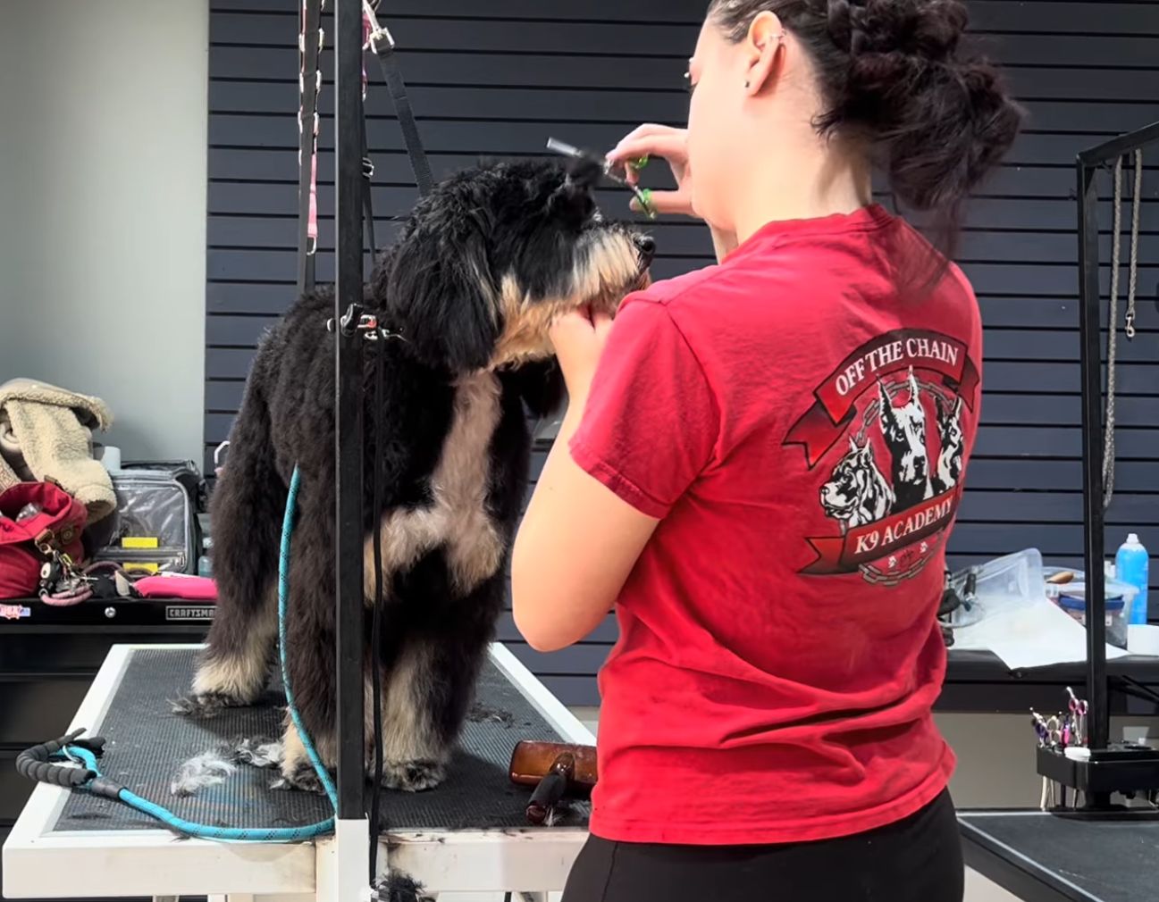 Dog Grooming 1 Dog grooming session at Off The Chain K9 Academy, featuring a groomer trimming the fur of a black and white dog in a calm, professional environment.