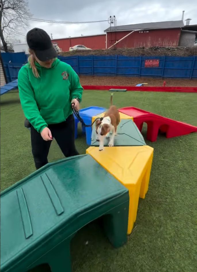 A woman in a green sweatshirt guides a brown and white dog on a leash as it walks over colorful plastic platforms outdoors at a Dog Daycare in Woodstock GA.