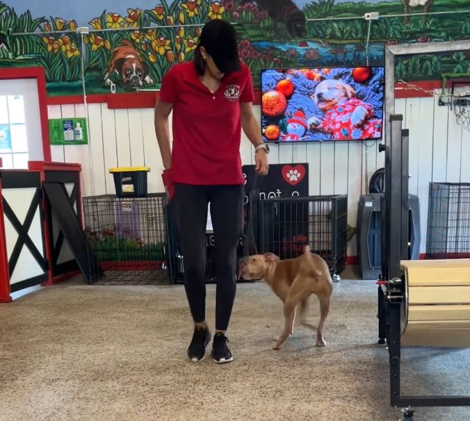 A woman in a red shirt and black pants practices behavior modification with a tan dog indoors, with colorful wall art and kennels visible, inviting viewers to contact the training team.
