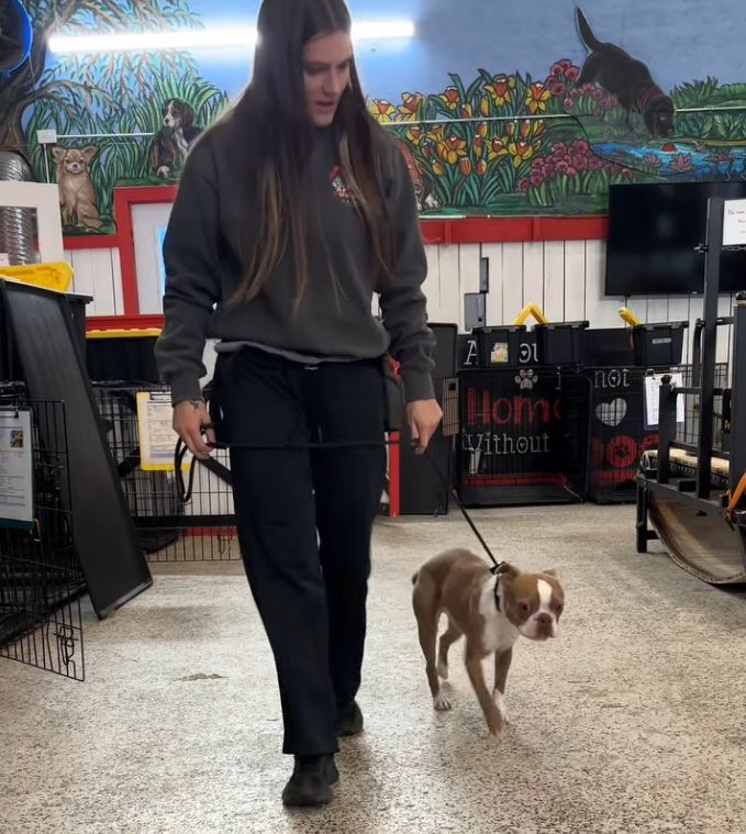 A woman in a gray hoodie walks a small brown and white dog on a leash inside a room with colorful wall art and animal enclosures, showcasing the engaging environment of a Board and Train program in Woodstock GA.
