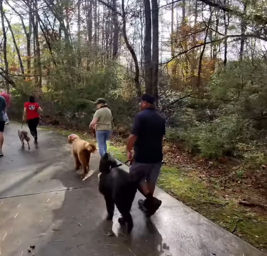 Several people attend group classes, walking dogs of various sizes along a paved forest trail, surrounded by trees and greenery on a cloudy day.