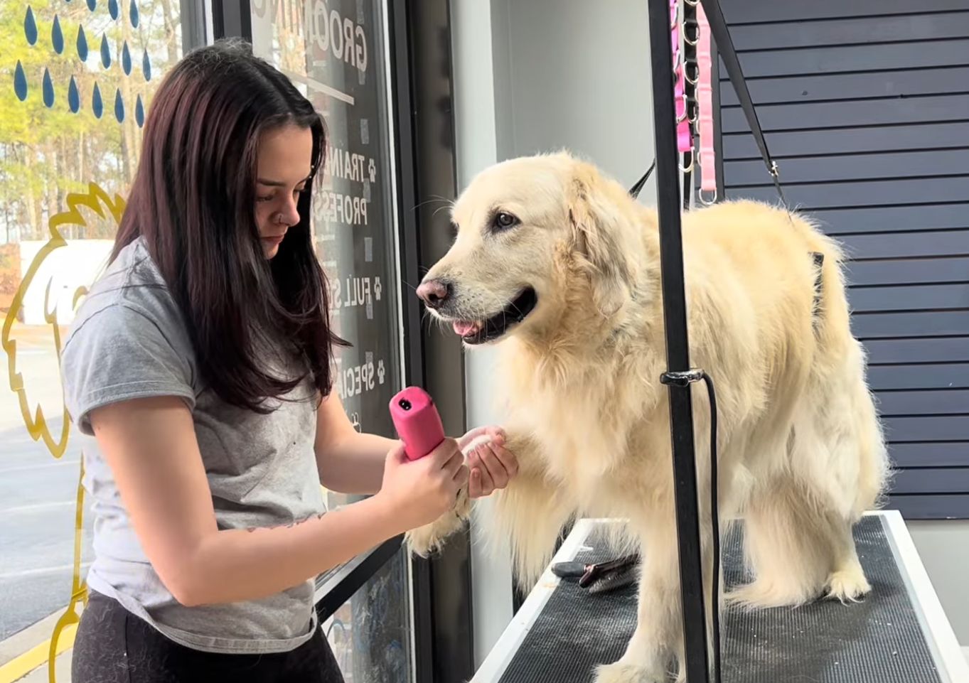 Dog Grooming 5 Groomer using a pink tool on a golden retriever in a professional grooming salon, emphasizing a calm and safe environment for pet grooming services.