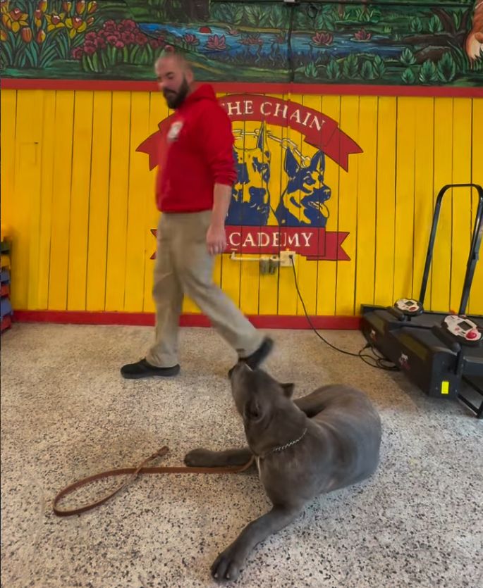 A man in a red sweatshirt walks past a large gray dog lying on the floor with a leash, demonstrating obedience training, in front of a yellow wall with "The Chain Academy" logo.