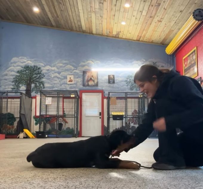 A woman kneels on the floor indoors, engaging in dog training with a black and brown dog lying calmly in front of her. Large kennels and mural artwork are visible in the background.