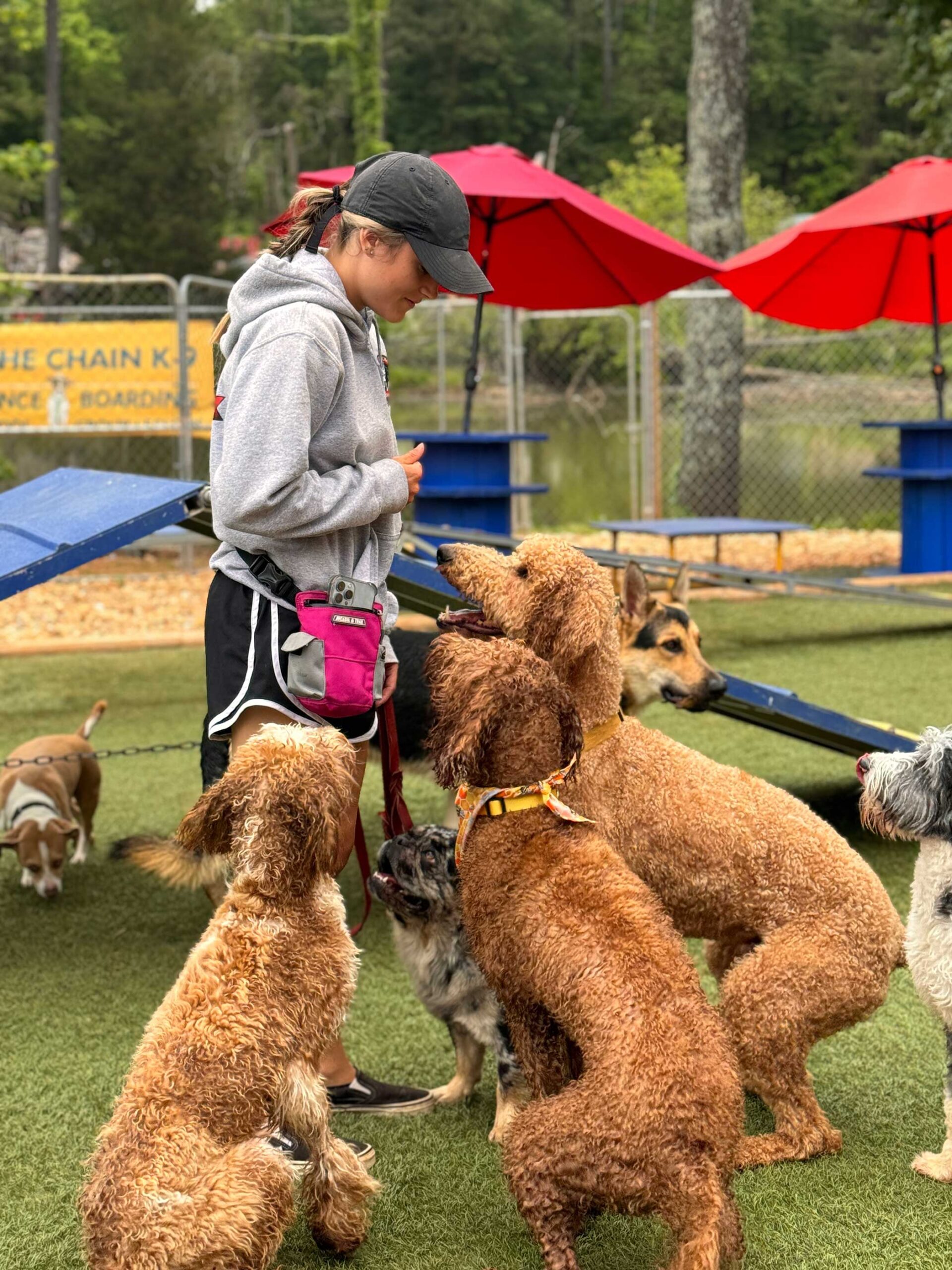 Dog Board and Train Program 2 Trainer interacting with multiple dogs in a training environment at Off The Chain K9 Academy, focusing on obedience and behavior modification.