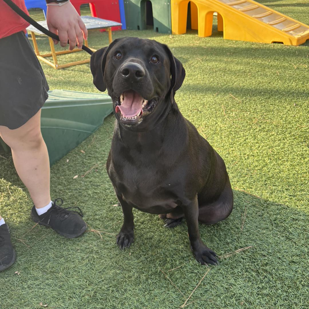 Doggy Daycare 4 Black dog sitting on artificial grass with a smiling expression, supervised by a trainer in a colorful dog daycare environment featuring play structures, emphasizing socialization and structured play for dogs.