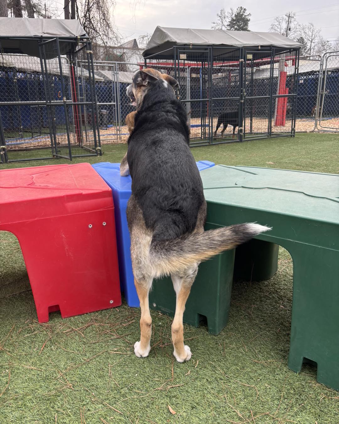 Dog Boarding Woodstock GA 1 Dog standing on colorful play structures in a secure outdoor dog boarding facility at Off The Chain K9 Academy, highlighting safe and supervised play for dogs in Woodstock, GA.