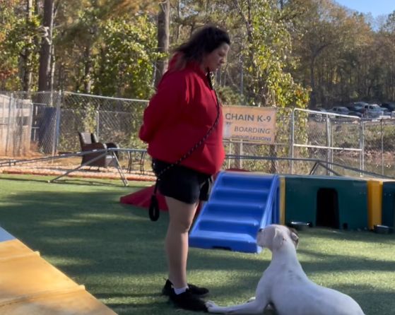A woman in a red sweatshirt stands in front of a white dog lying down on artificial grass at an outdoor obedience training area.