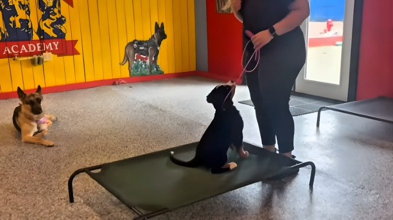 Dog training session at Off The Chain K9 Academy, featuring a trainer with a puppy on a training cot, demonstrating obedience commands, with another dog relaxing in the background.