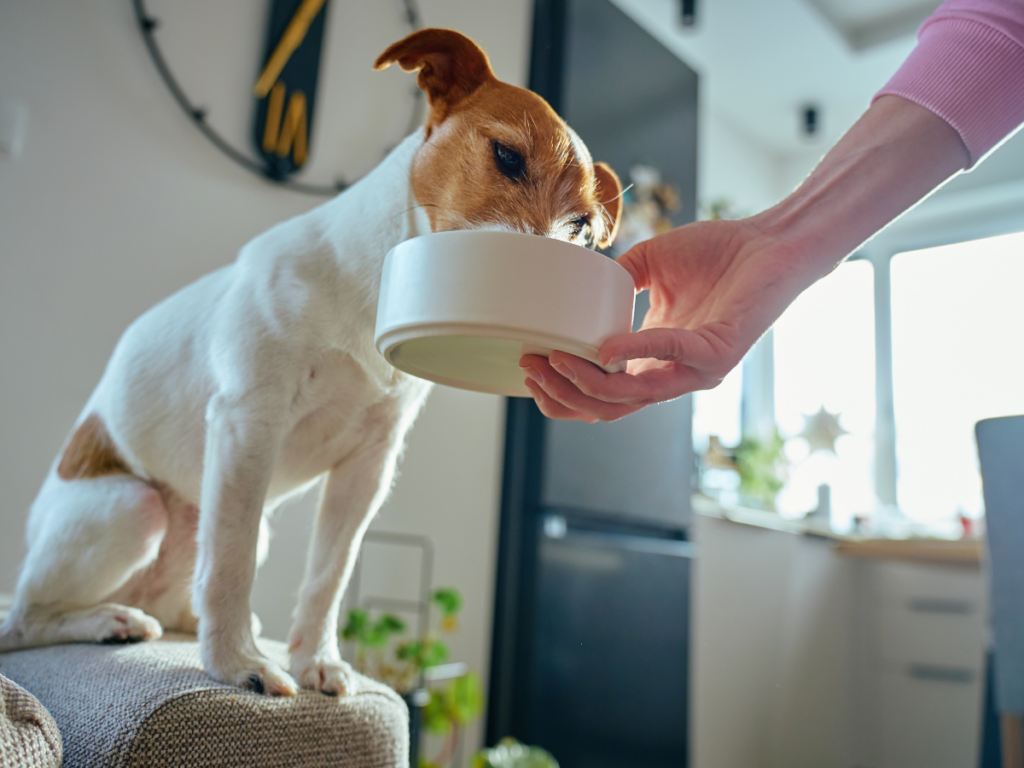 Dog Boarding Checklist: Preparation for Safe Overnight Care 2 dog boarding checklist 1 1