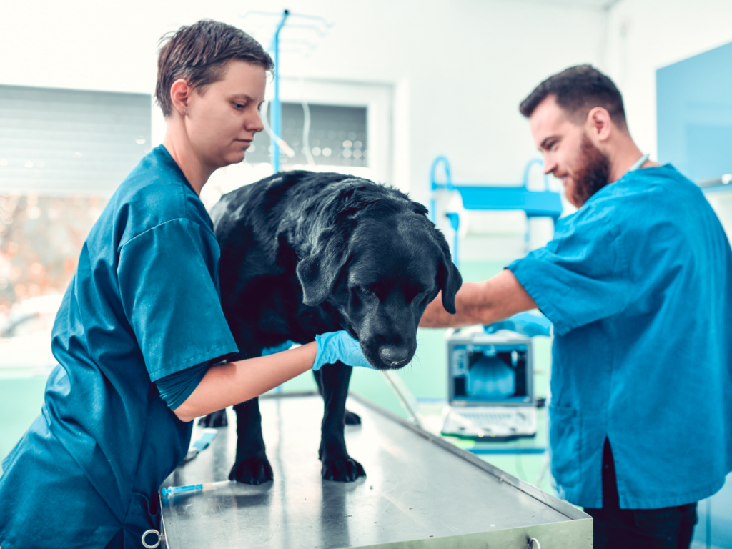 Dog Boarding Checklist: Preparation for Safe Overnight Care 1 dog boarding checklist 1