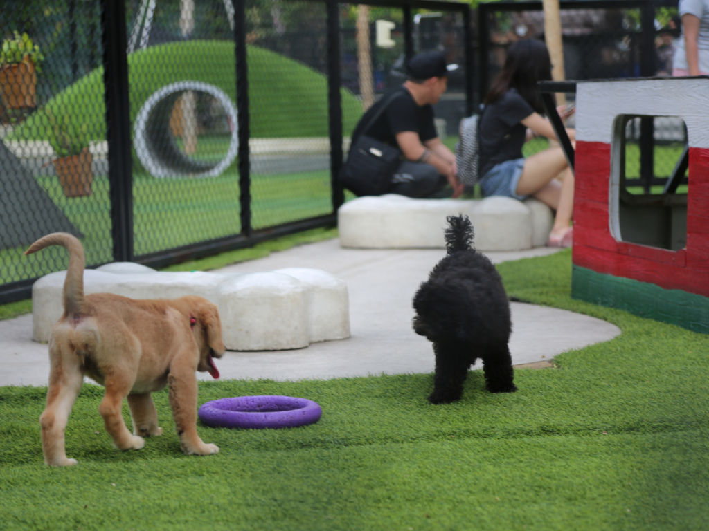 Dog Boarding Checklist: Preparation for Safe Overnight Care 5 dog boarding checklist 3