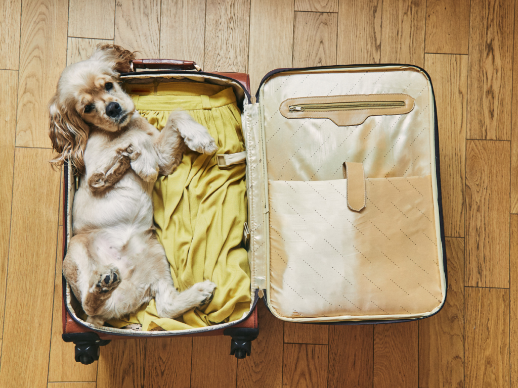 Dog Boarding Checklist: Preparation for Safe Overnight Care 6 dog boarding checklist 4