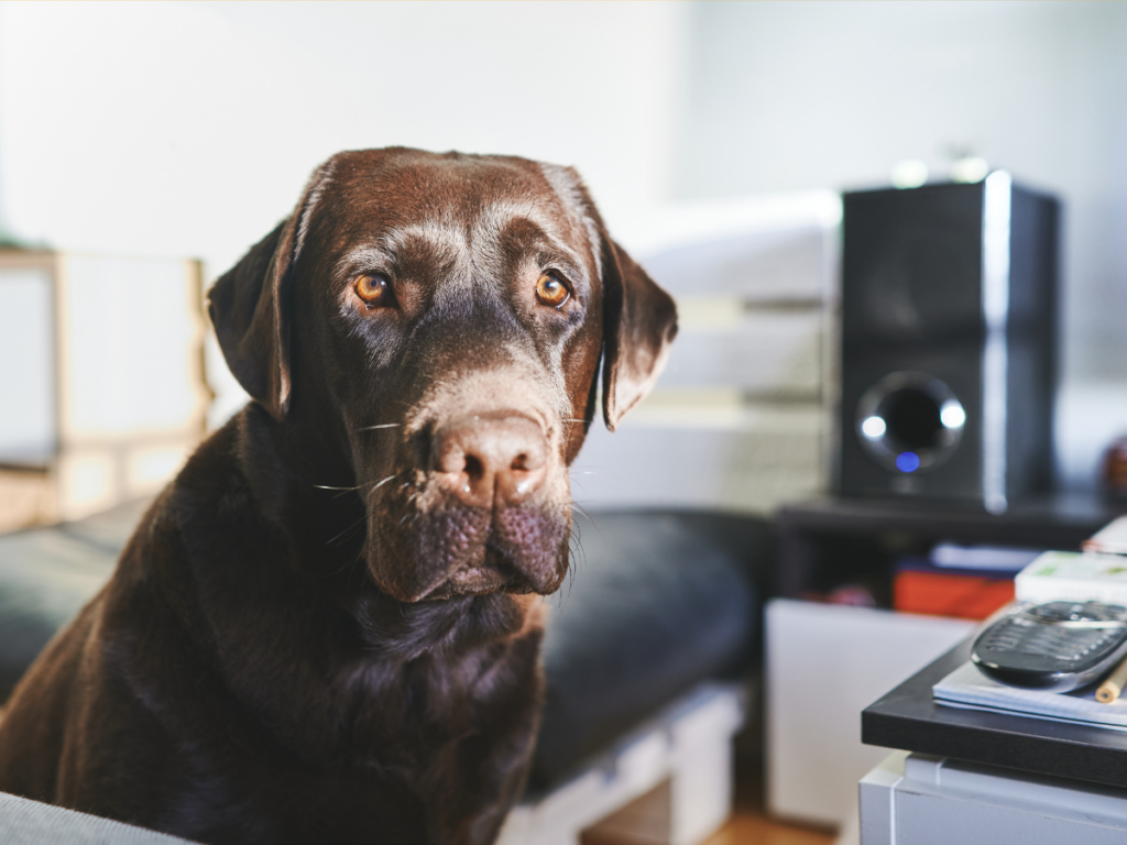 Dog Boarding Checklist: Preparation for Safe Overnight Care 7 dog boarding checklist 5