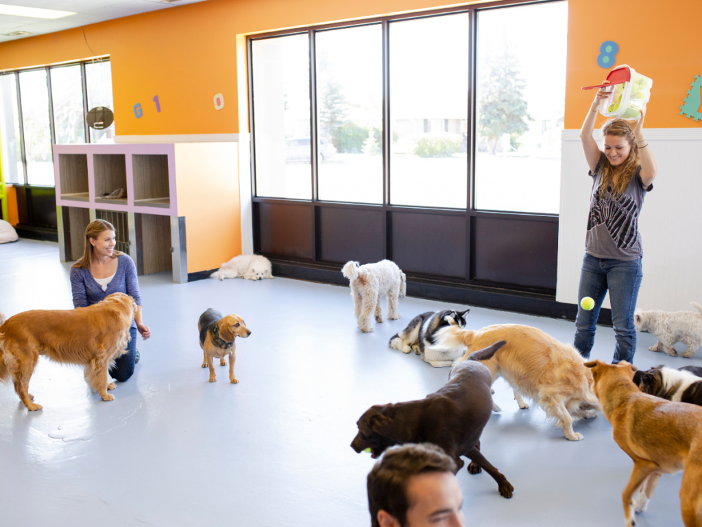 dog daycare activities 1