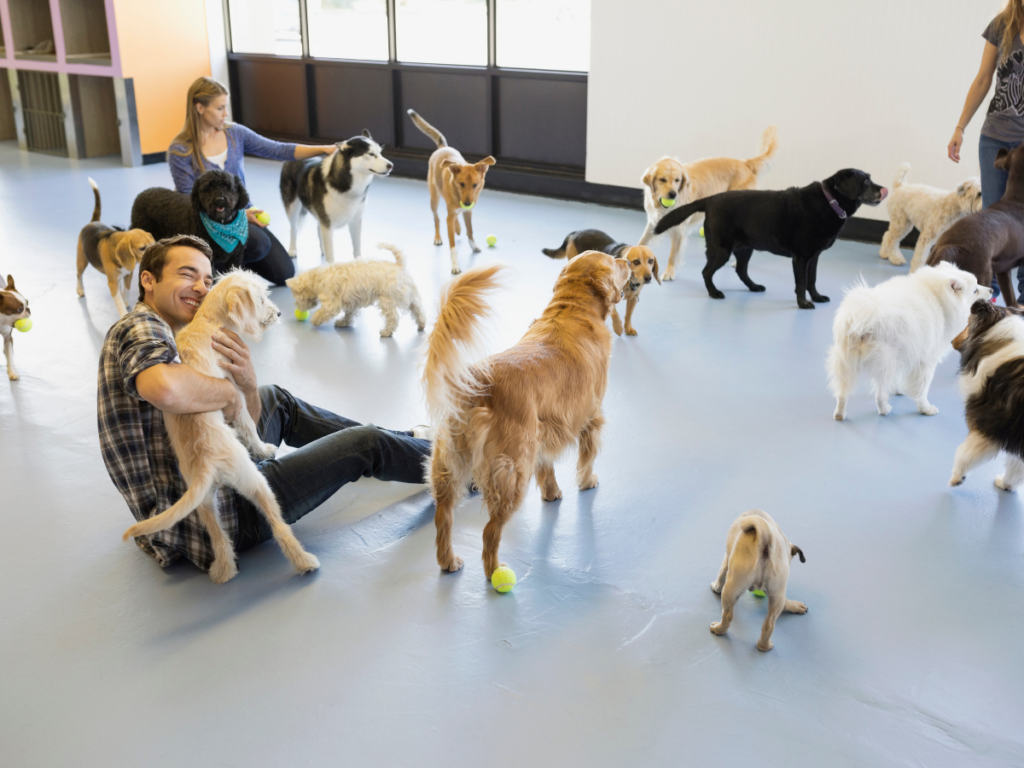 dog daycare activities
