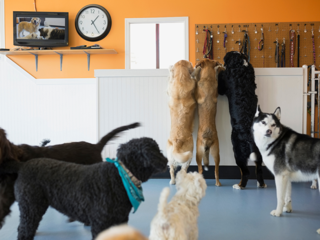 dog daycare activities 2