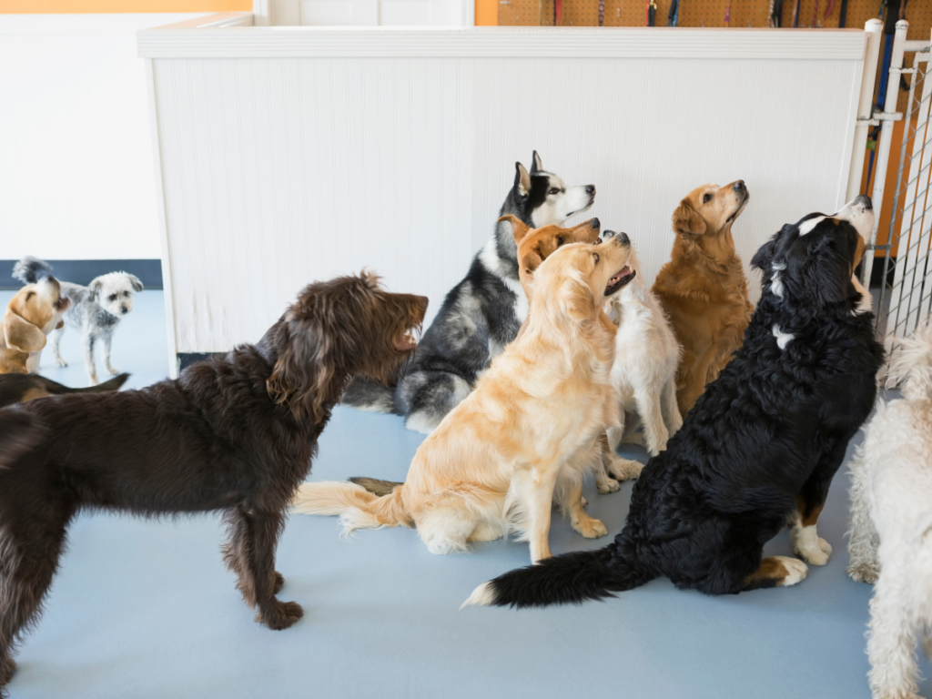 dog daycare activities 3
