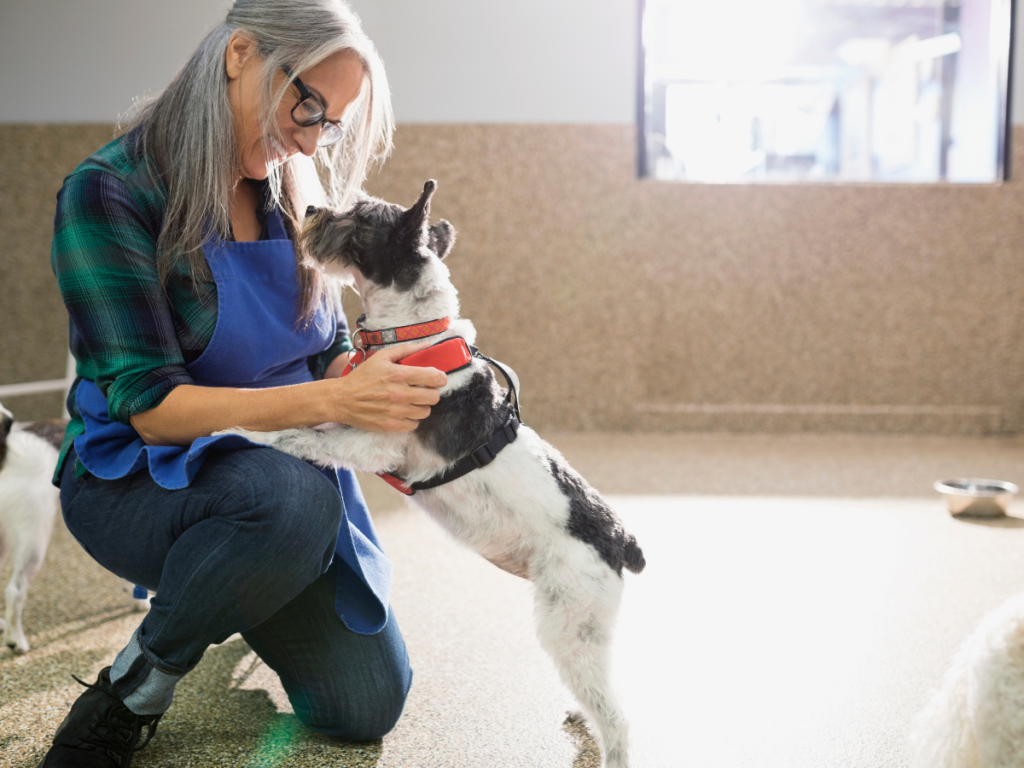 dog daycare activities 4