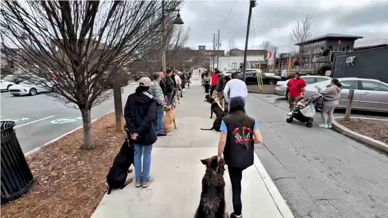 Dog Training 1 Group of dog owners participating in a dog training class outdoors, walking with their dogs along a sidewalk, showcasing structured training and socialization in a community setting.