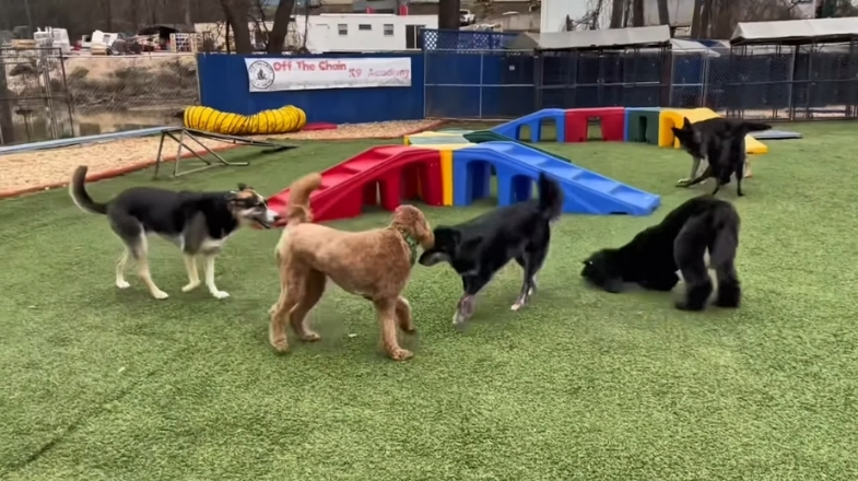 Doggy Daycare 1 Dogs playing and socializing in a structured, supervised outdoor daycare environment at Off The Chain K9 Academy, featuring colorful play equipment and artificial turf.